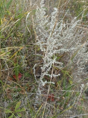 Artemisia taurica