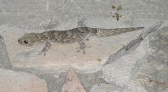 Homopholis walbergii