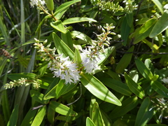 Veronica ligustrifolia