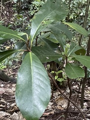 Corynocarpus laevigatus