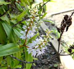 Veronica ligustrifolia