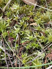 Sphagnum flexuosum