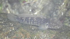 Caffrogobius nudiceps