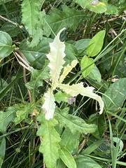 Pseudomonas