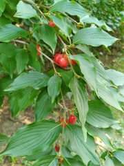 Cornus