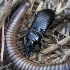 Pterostichus melas