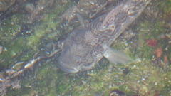 Caffrogobius nudiceps