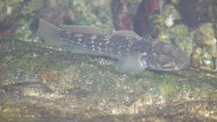 Caffrogobius nudiceps