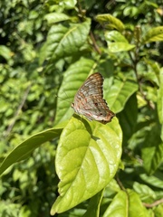 Anartia jatrophae semifusca