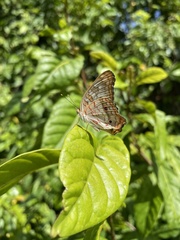 Anartia jatrophae semifusca