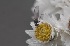 Iteaphila
