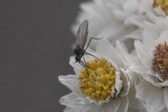 Iteaphila
