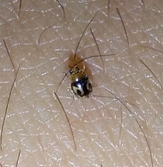 Scymnobius galapagoensis