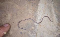 Namibiana occidentalis