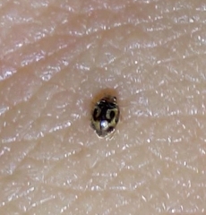 Scymnobius galapagoensis