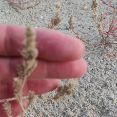 Corispermum intermedium