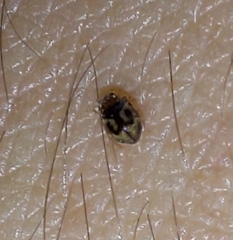 Scymnobius galapagoensis