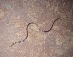 Namibiana occidentalis