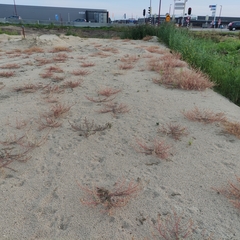 Corispermum intermedium