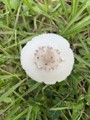 Chlorophyllum molybdites image