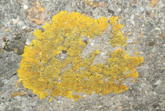 Xanthoria calcicola