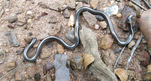 Leptotyphlops scutifrons