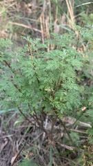 Artemisia abrotanum