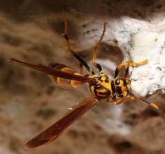Polistes cubensis