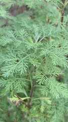 Artemisia abrotanum