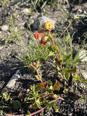 Hermannia ternifolia