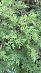 Artemisia abrotanum