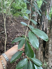 Citharexylum spinosum