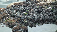 Choromytilus meridionalis