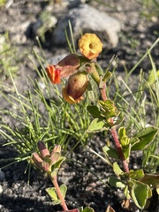Hermannia ternifolia
