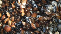 Choromytilus meridionalis