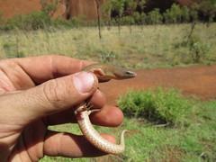 Cyclodomorphus melanops