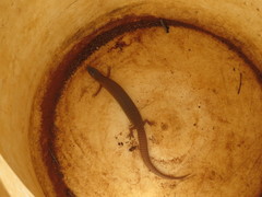 Cyclodomorphus melanops