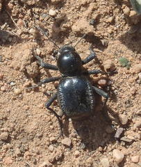 Moluris gibba