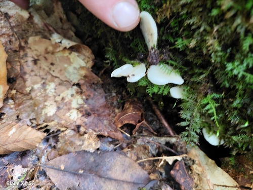Crepidotus applanatus (Photo 2 of 2)