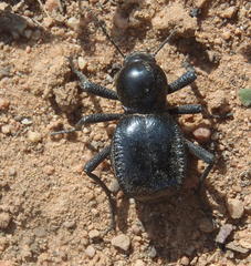 Moluris gibba