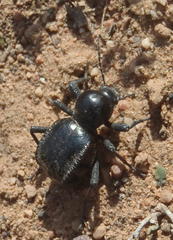 Moluris gibba