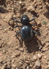 Moluris gibba