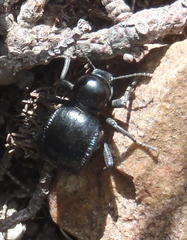 Moluris gibba