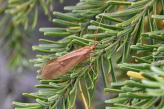 Onocosmoecus unicolor