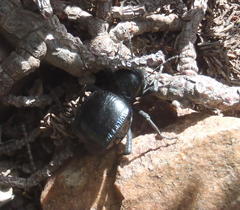 Moluris gibba