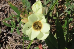 Ixia abbreviata