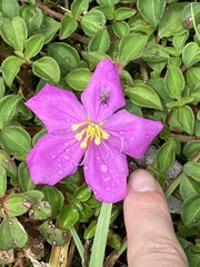 Heterotis rotundifolia