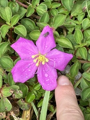 Heterotis rotundifolia