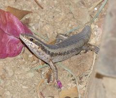 Trachylepis spilogaster