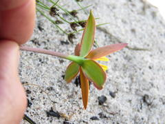 Pauridia linearis